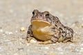 Toad Royalty Free Stock Photo
