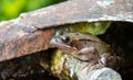 Common frog in the garden