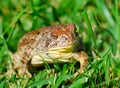 Toad in grass Royalty Free Stock Photo