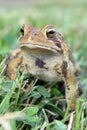 Toad in Grass Royalty Free Stock Photo