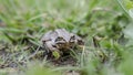 Toad in the grass