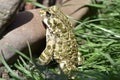 Wet gray frog with green dots on a stone. side view of a frog.