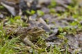 Toad at the grass Royalty Free Stock Photo