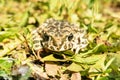 The toad on the grass Royalty Free Stock Photo