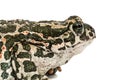 Toad green, lat. Bufo viridis, isolated on white background Royalty Free Stock Photo