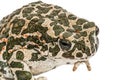 Toad green, lat. Bufo viridis, isolated on white background Royalty Free Stock Photo