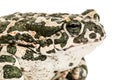 Toad green, lat. Bufo viridis, isolated on white background Royalty Free Stock Photo