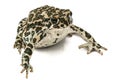 Toad green, lat. Bufo viridis, isolated on white background