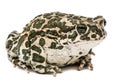 Toad green, lat. Bufo viridis, isolated on white background Royalty Free Stock Photo