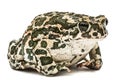 Toad green, lat. Bufo viridis, isolated on white background Royalty Free Stock Photo