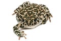 Toad green, lat. Bufo viridis, isolated on white background Royalty Free Stock Photo