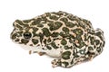 Toad green, lat. Bufo viridis, isolated on white background Royalty Free Stock Photo