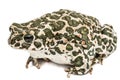 Toad green, lat. Bufo viridis, isolated on white background Royalty Free Stock Photo