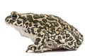 Toad green, lat. Bufo viridis, isolated on white background Royalty Free Stock Photo