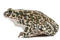 Toad green, lat. Bufo viridis, isolated on white background