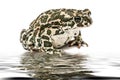 Toad green, lat. Bufo viridis, reflection on the surface of the water, isolated on white background Royalty Free Stock Photo