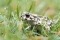 Toad green Royalty Free Stock Photo