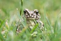 Toad green Royalty Free Stock Photo