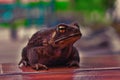 The toad on the road Royalty Free Stock Photo