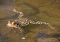 toad with head above the water