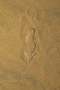 Toad Headed Agama,genus Phrynocephalus Desert National Park, Rajasthan