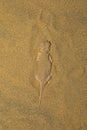 Toad Headed Agama,genus Phrynocephalus Desert National Park, Rajasthan Royalty Free Stock Photo