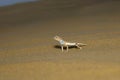Toad Headed Agama,genus Phrynocephalus Desert National Park, Rajasthan Royalty Free Stock Photo