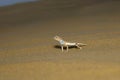 Toad Headed Agama,genus Phrynocephalus Desert National Park, Rajasthan