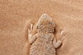Toad-headed agama Phrynocephalus mystaceus, burrows into the sand in its natural environment. A living dragon of the