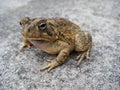 Toad II