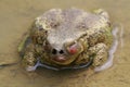 toad in a puddle Royalty Free Stock Photo