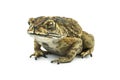 Toad isolated on white background