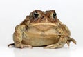 Toad Isolated on White