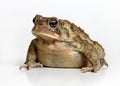 Toad Isolated on White Royalty Free Stock Photo