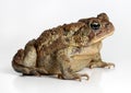 Toad Isolated on White Royalty Free Stock Photo