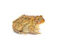 toad isolated on white background with copy space. Southern toad - Anaxyrus terrestris - red orange color with great detail side Royalty Free Stock Photo
