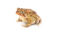 toad isolated on white background. Southern toad - Anaxyrus terrestris - front side profile view, frown, warty bumpy skin,