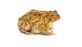 toad isolated on white background. Southern toad - Anaxyrus terrestris - side profile view Royalty Free Stock Photo