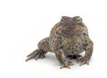 Toad Isolated on White Royalty Free Stock Photo