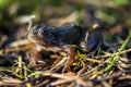 Toad Royalty Free Stock Photo