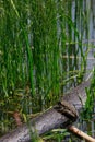 Toad in the lake sits on a stick,, the toad looks into the eyes, inflated balls near the eyes,