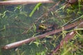 Toad in the lake sits on a stick,, the toad looks into the eyes, inflated balls near the eyes,