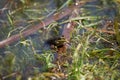 Toad in the lake sits on a stick,, the toad looks into the eyes, inflated balls near the eyes,