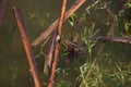 Toad in the lake sits on a stick,, the toad looks into the eyes, inflated balls near the eyes,