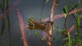 Toad in the lake sits on a stick,, the toad looks into the eyes, inflated balls near the eyes,