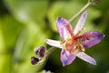 Toad lily flower Royalty Free Stock Photo