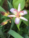 A Upright Flower In The View