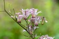 Toad lily (tricyrtis hirta) flower