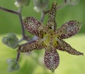 Toad lily Tricyrtis latifolia, pale yellow tepals with tiny purple-red spots