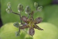 Toad lily Tricyrtis latifolia, pale yellow tepals with tiny purple-red spots